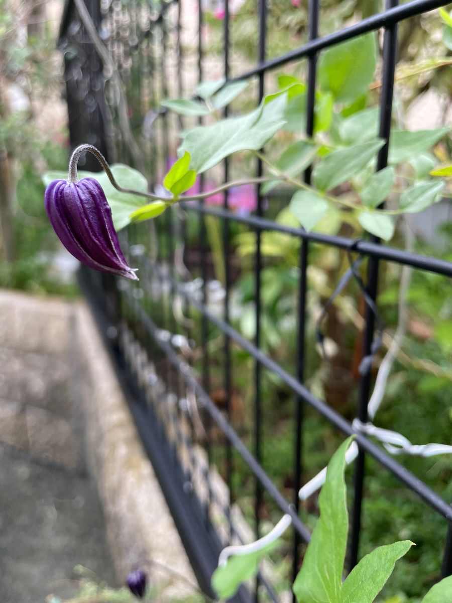 一番の時に咲かなかったから三番花になる？