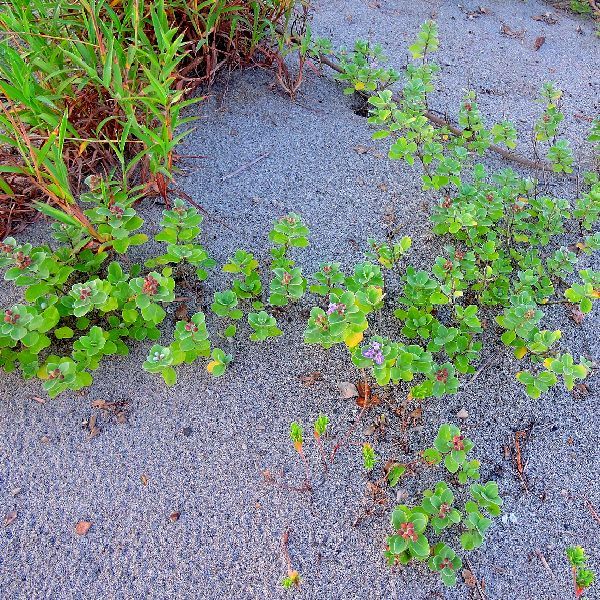 浜の植物～ハマゴウ