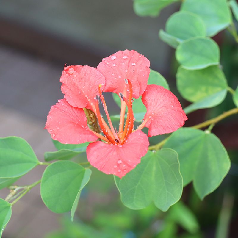 赤い熱帯花木たち