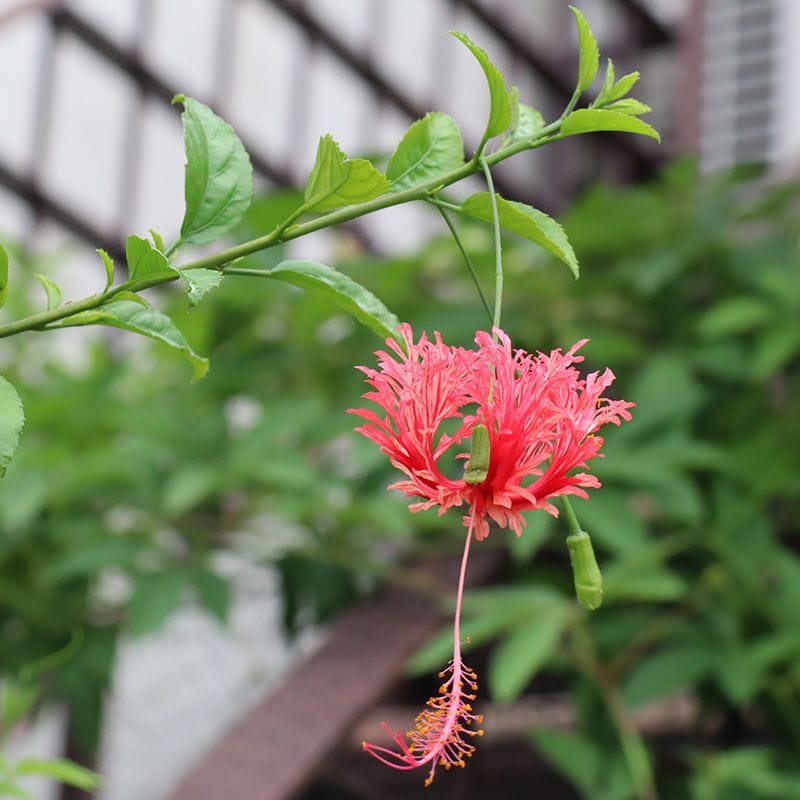 赤い熱帯花木たち