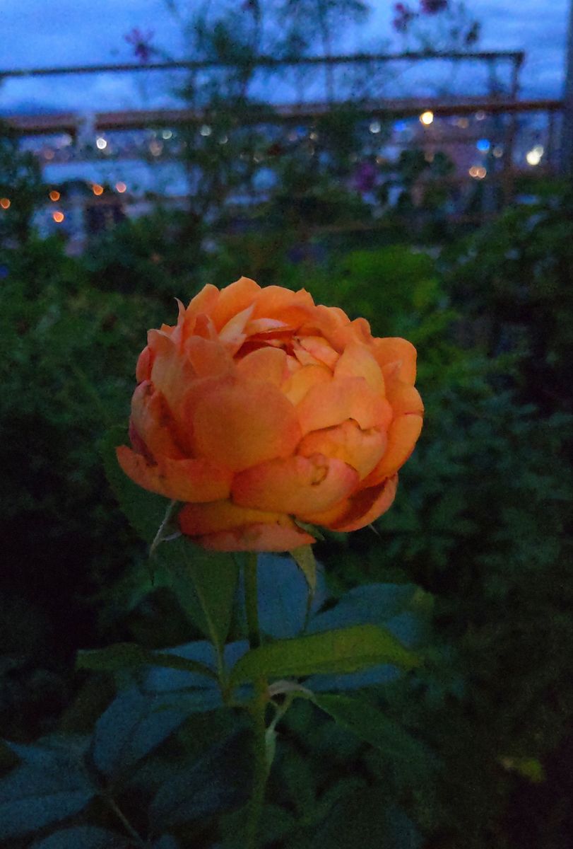 夕暮れの薔薇🌹