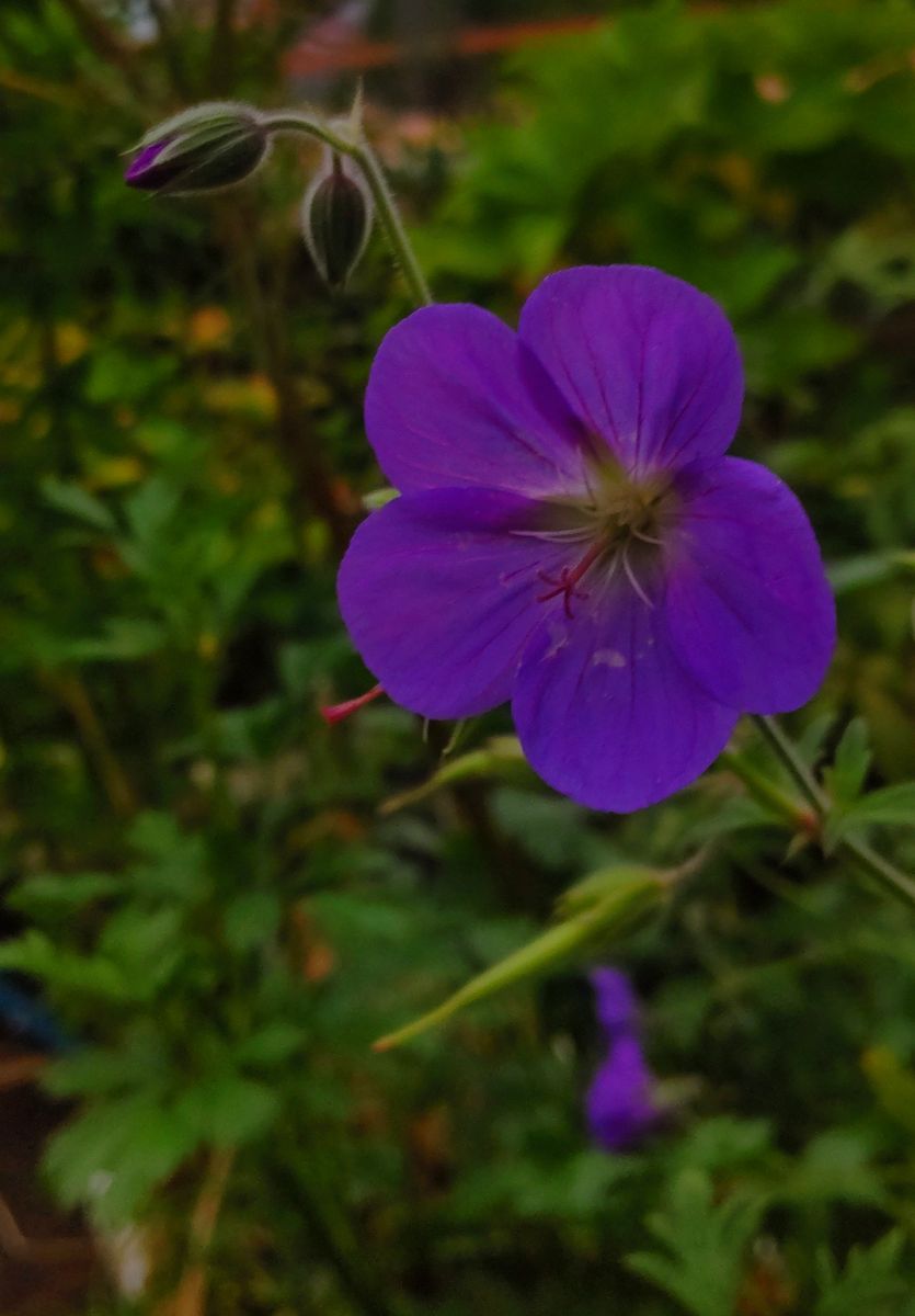 朝の青い花💠