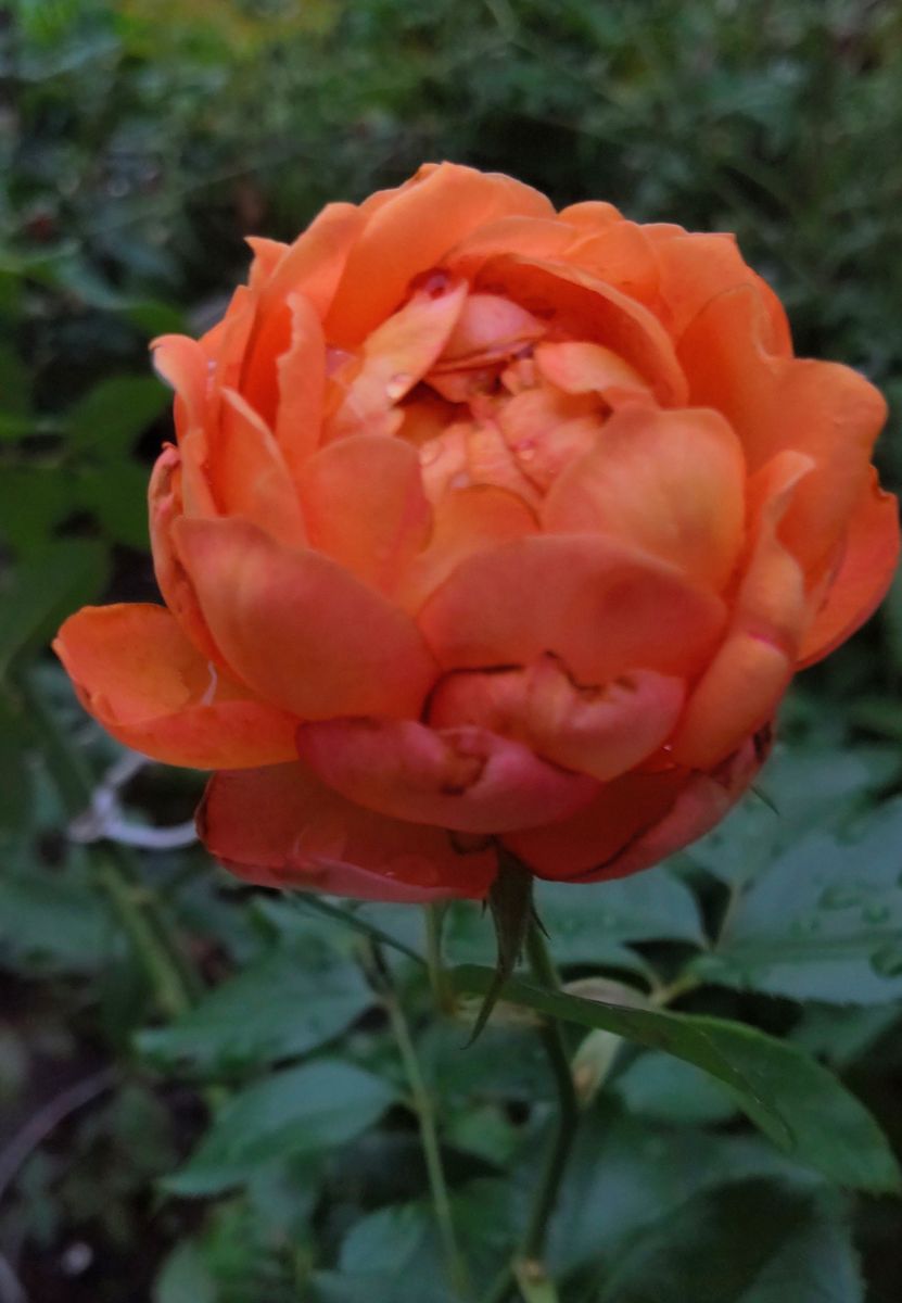 雲りの朝の薔薇