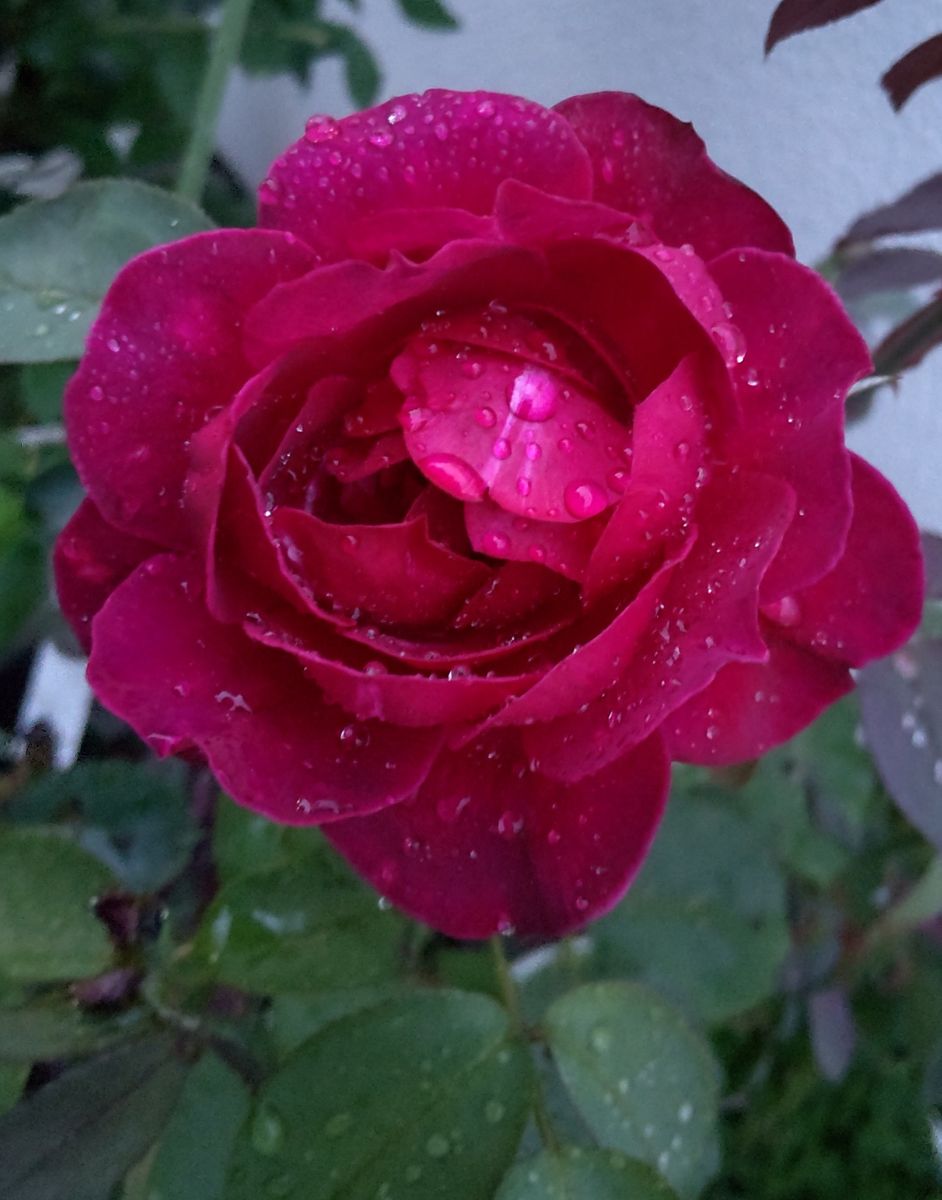 雲りの朝の薔薇