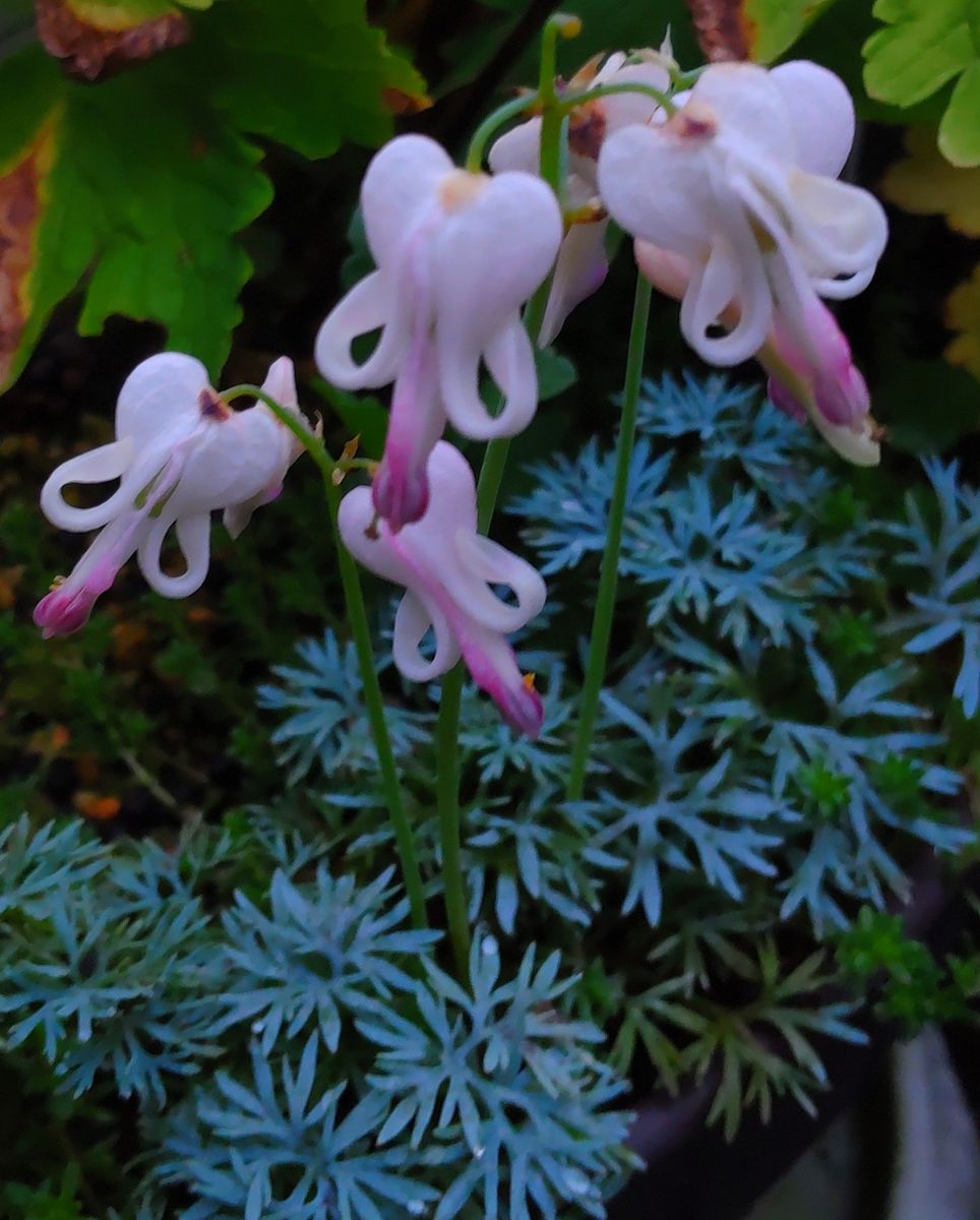 朝の山野草