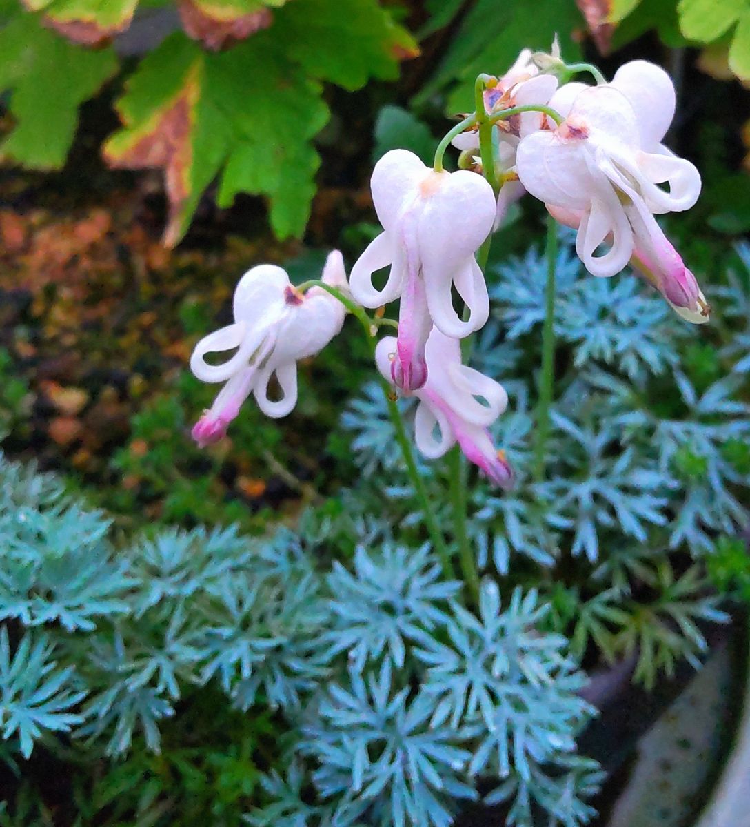 朝の山野草