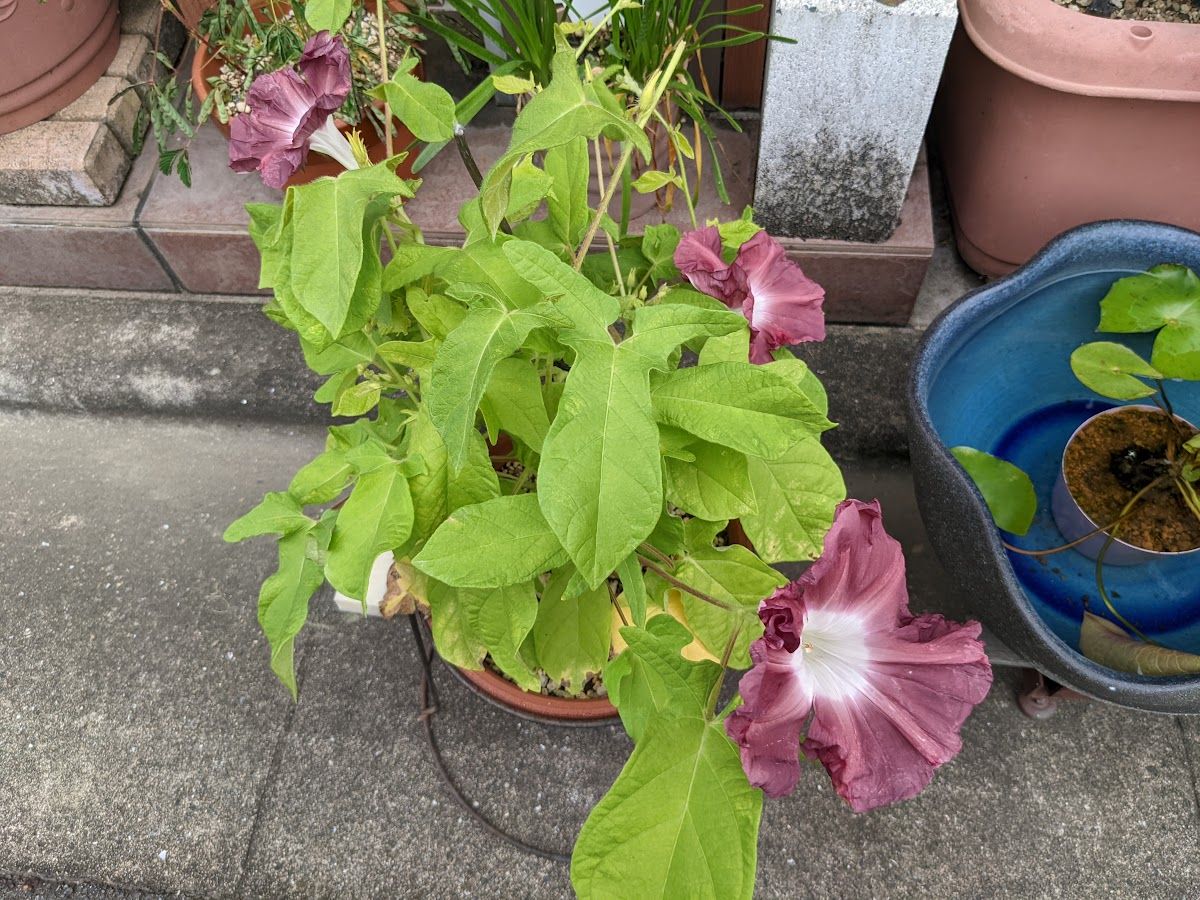 うちの夏らしいお花たち（朝顔・パイナップルリリー）