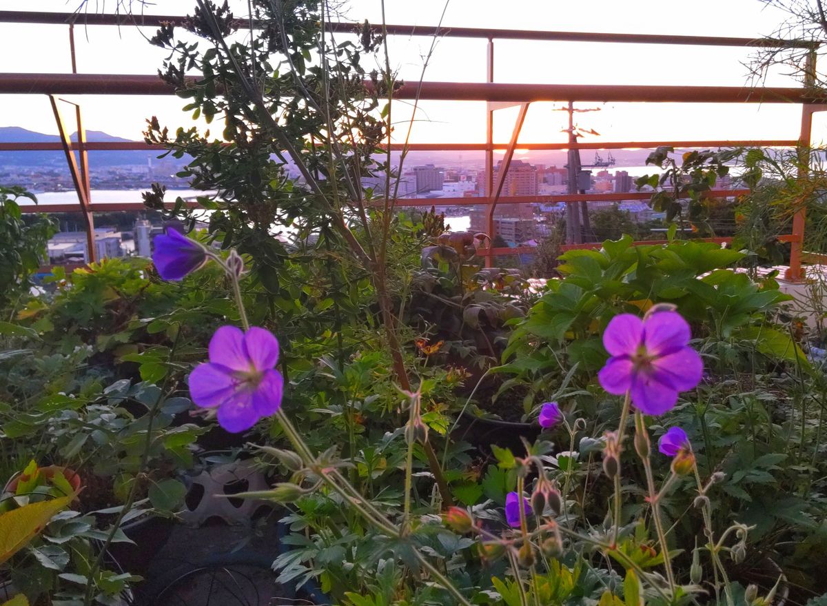 朝陽を浴びるベランダの花