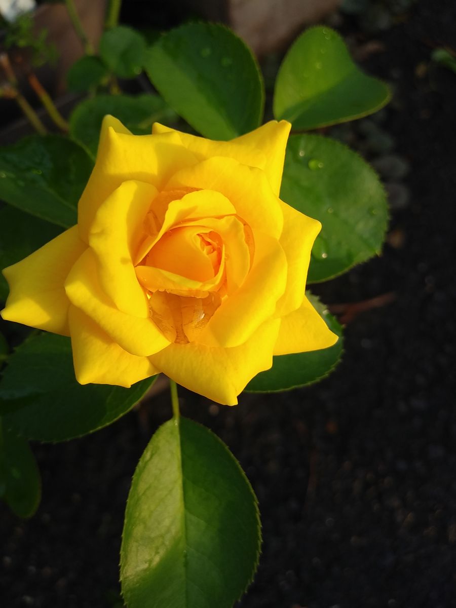 💛黄色のお花✨✨✨✨🤣