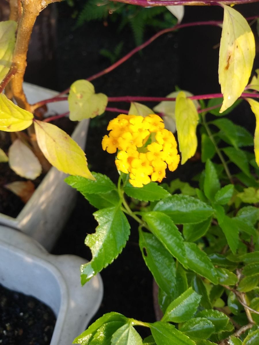 💛黄色のお花✨✨✨✨🤣