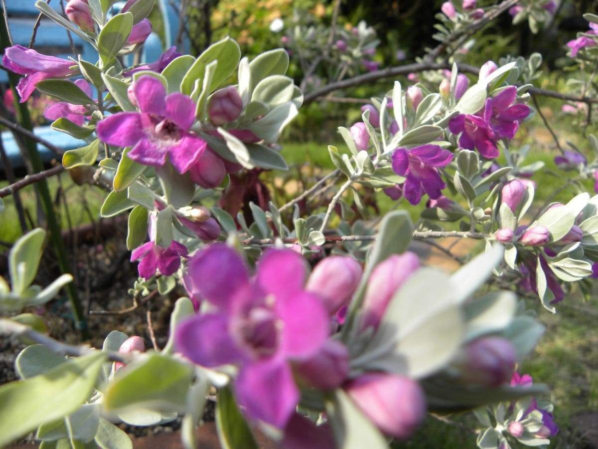 今日の花