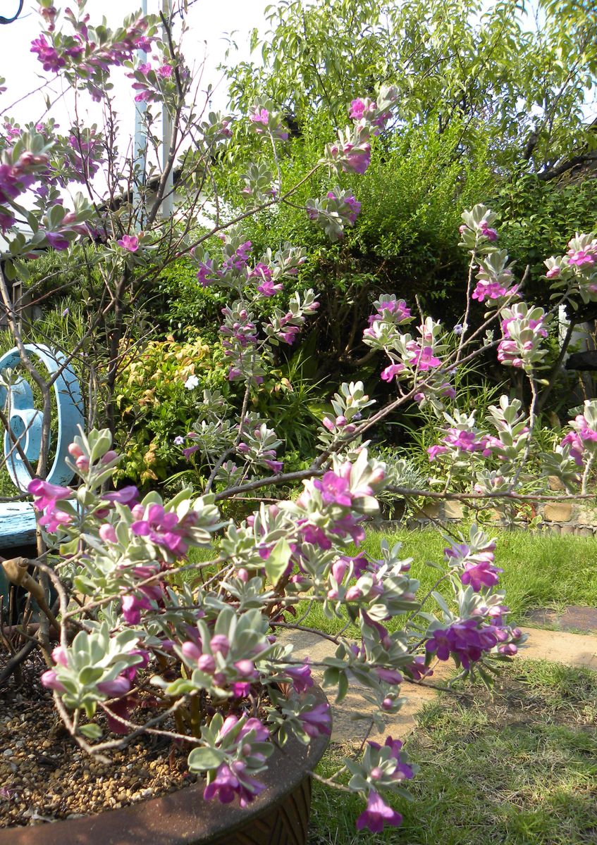 今日の花