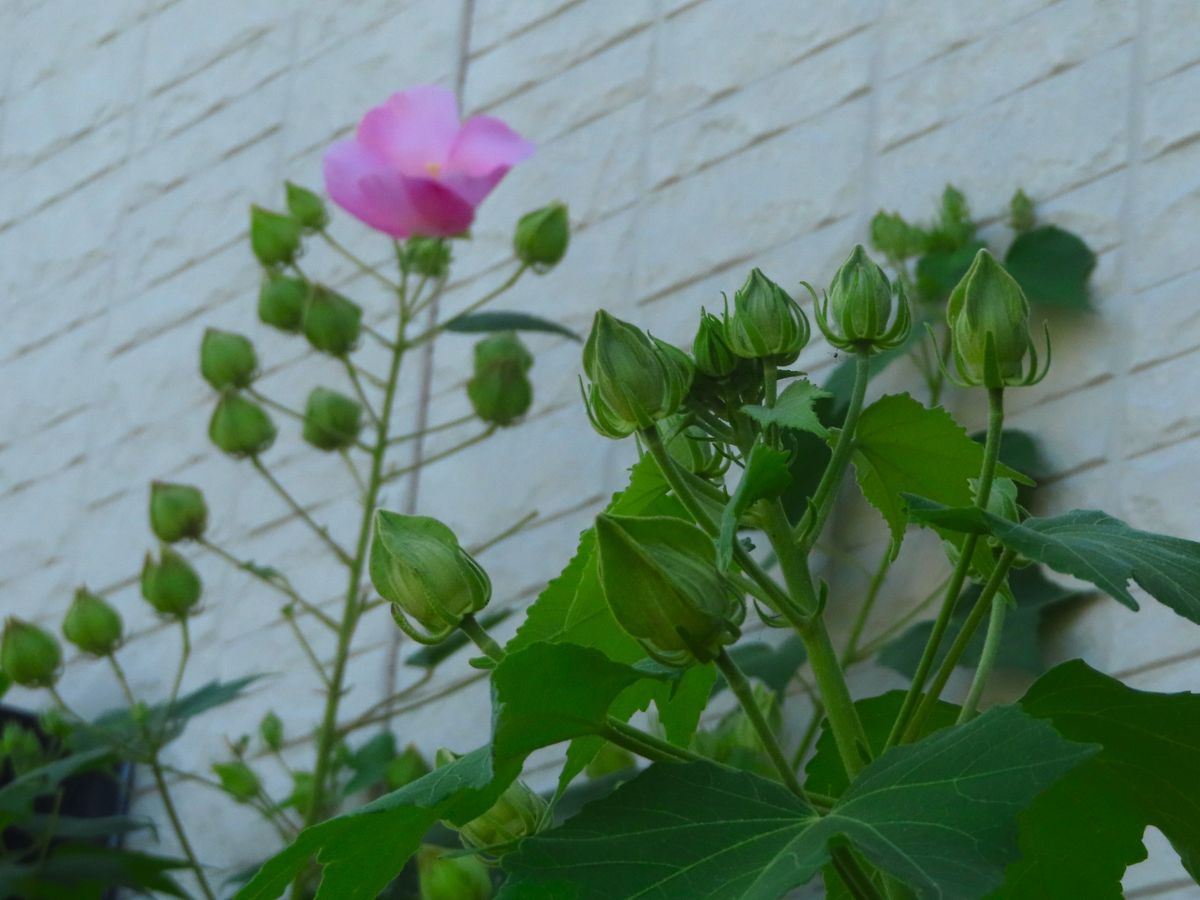 我が家の芙蓉と酔芙蓉