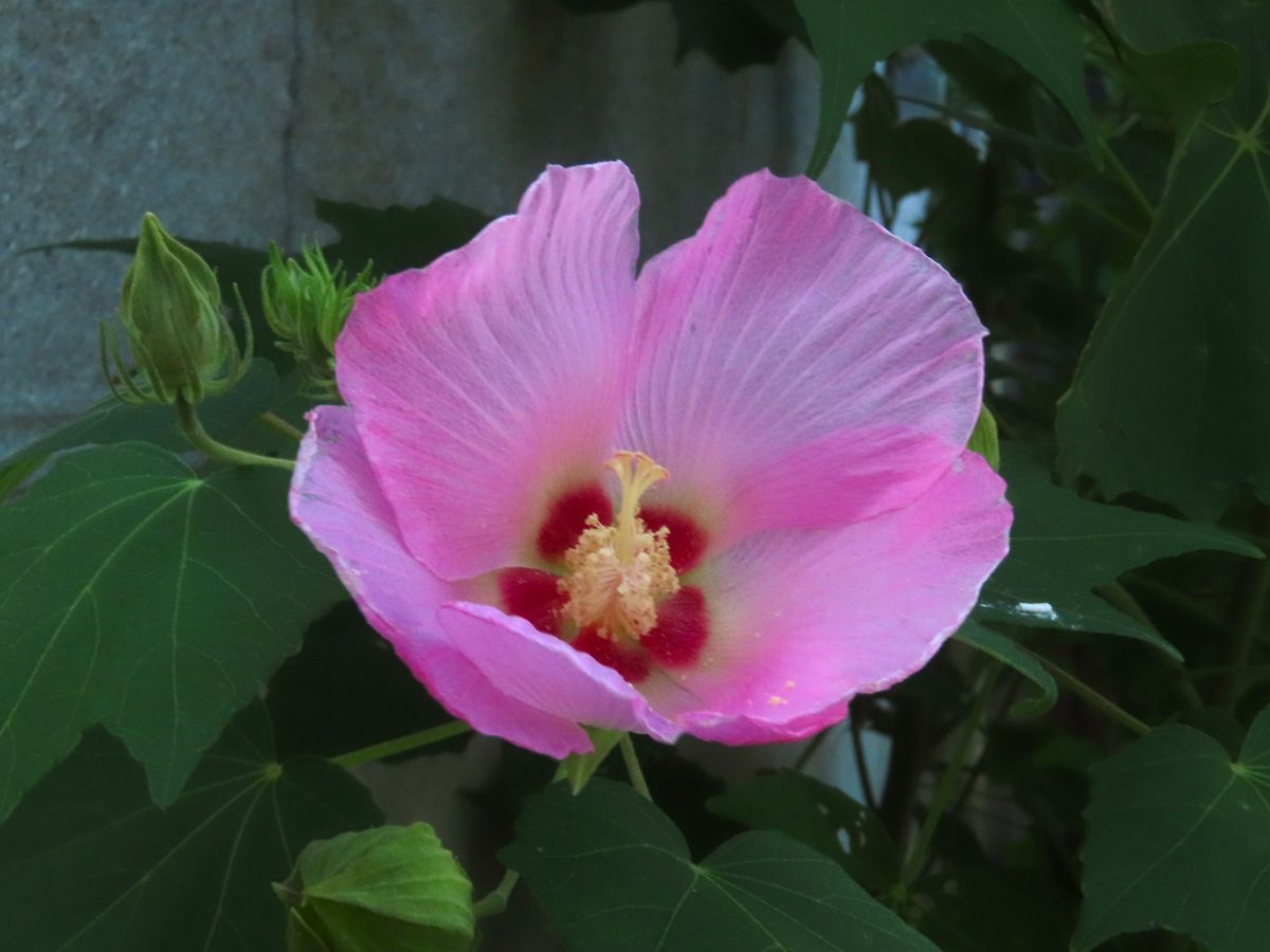 我が家の芙蓉と酔芙蓉