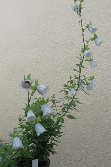 ベル咲きの花が連なって