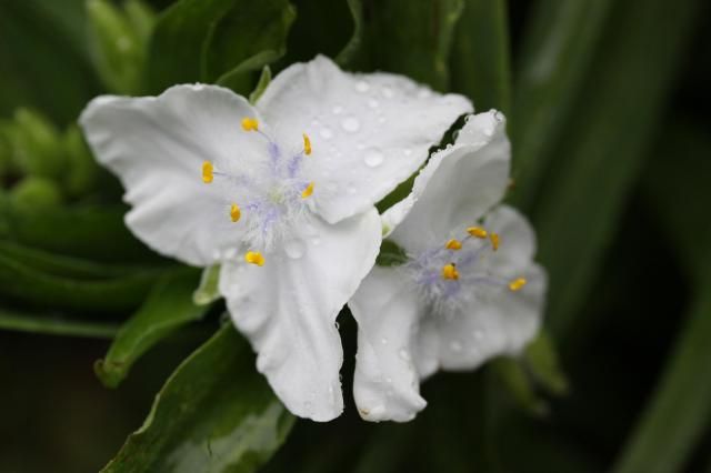 梅雨入りして欲しい！