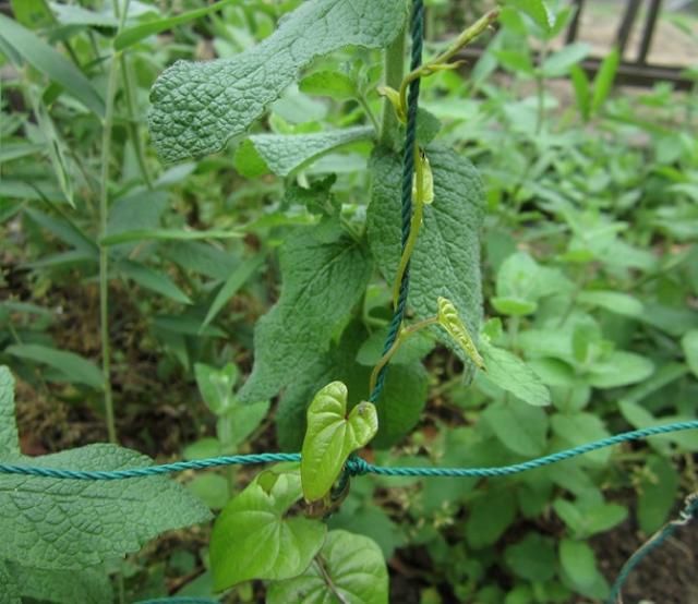 大きいの、小さいの（虫の話あり）