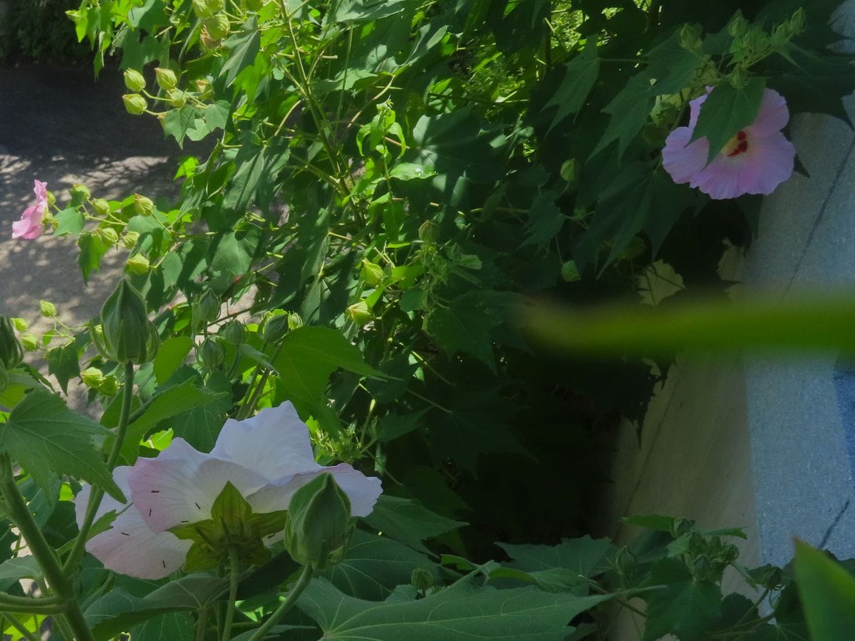 酔芙蓉の一番花