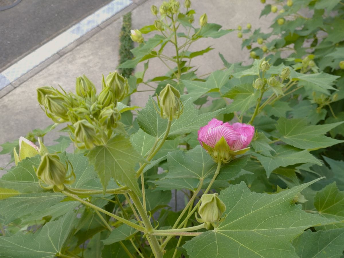 酔芙蓉の一番花