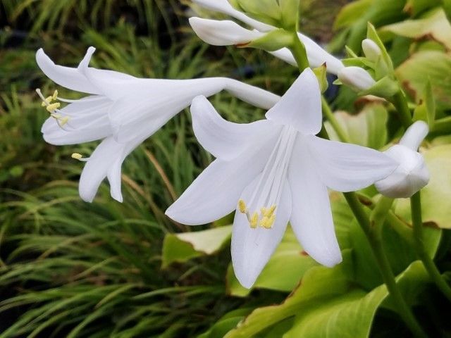 今朝のタマノカンザシ