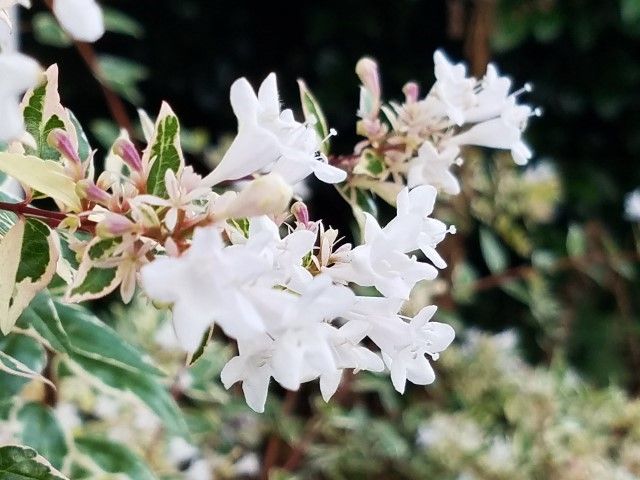 今朝の花木