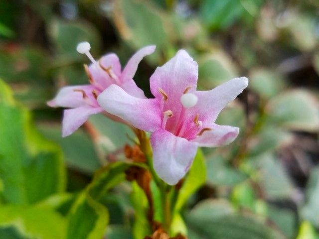 今朝の花木