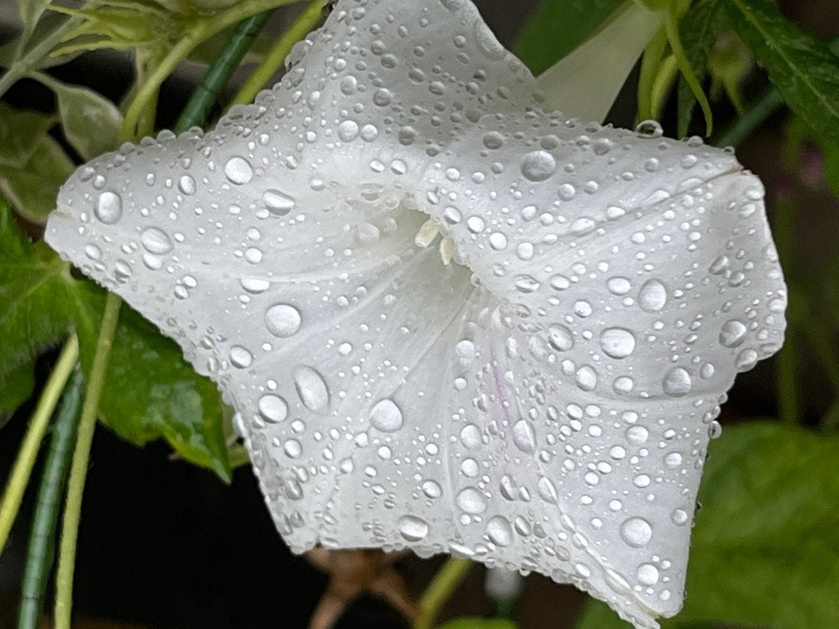 雨で残念な朝顔たち