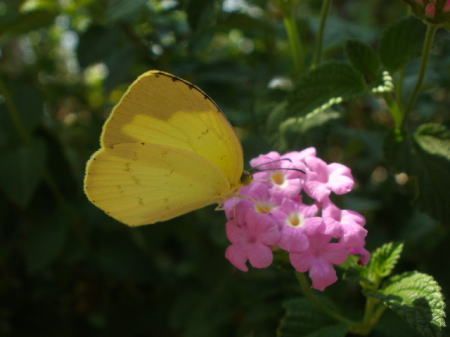 ランタナの花