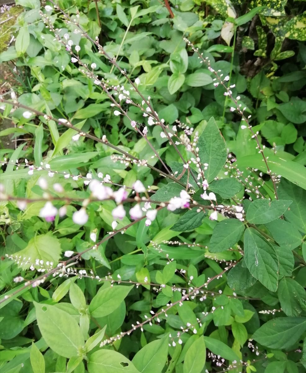 わたしの花ごよみ10