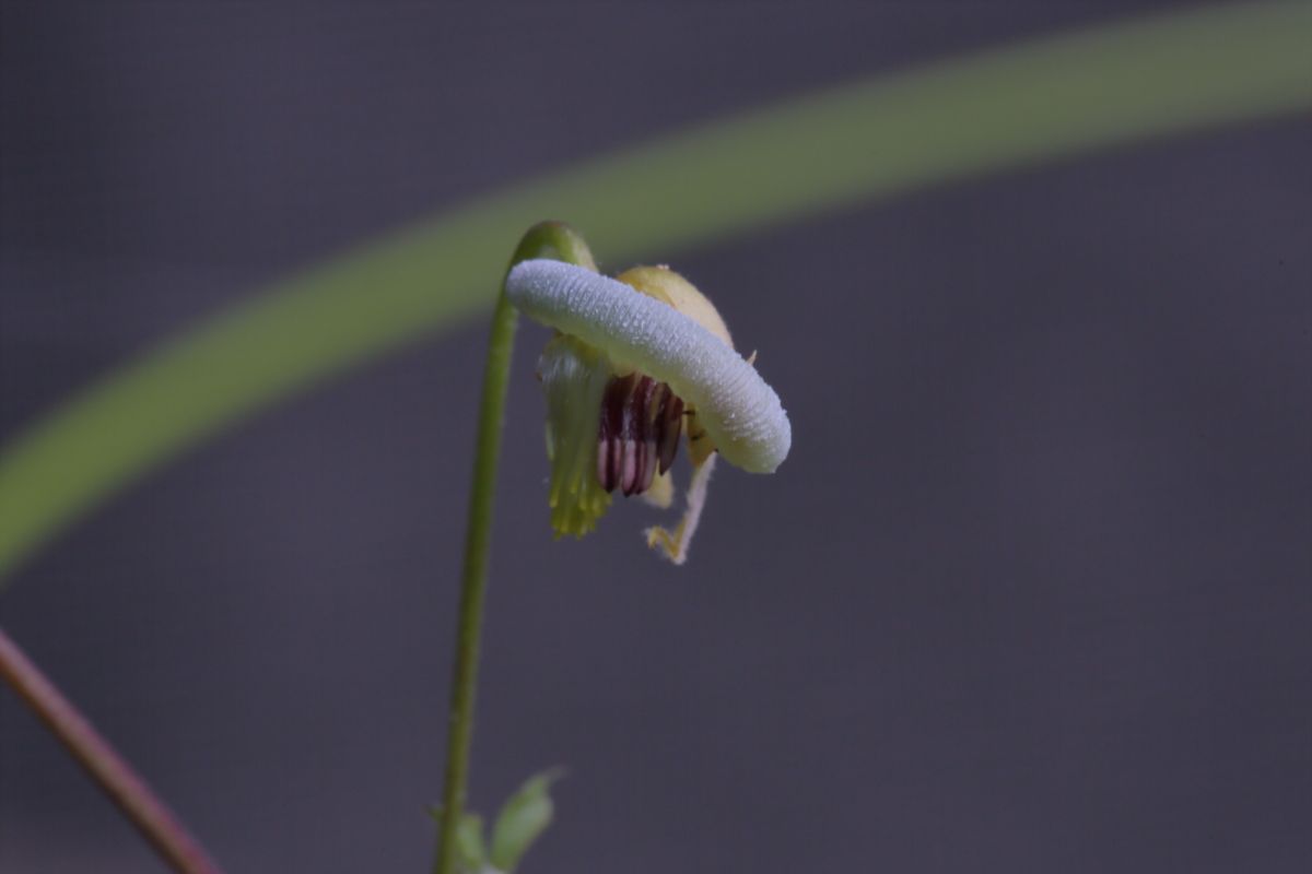 閲覧注意:幼虫の嫌いな方は見ないでね