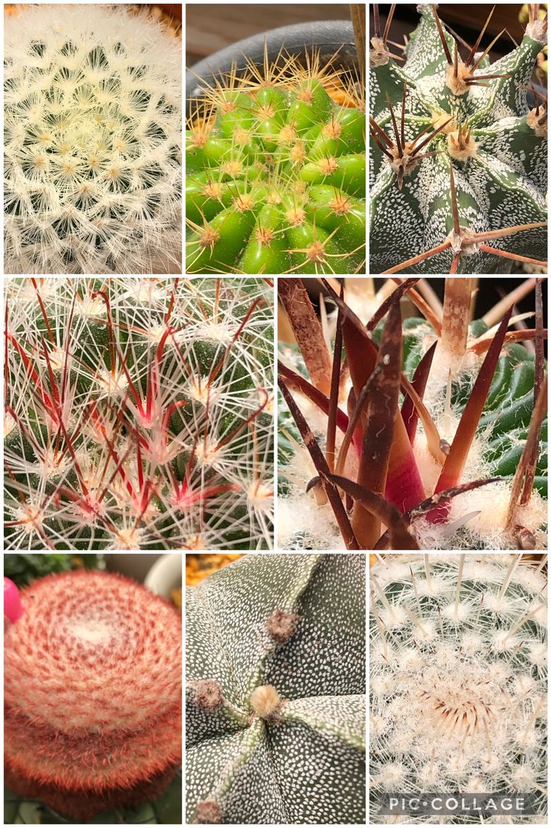 🌵大好きなサボたち🌵