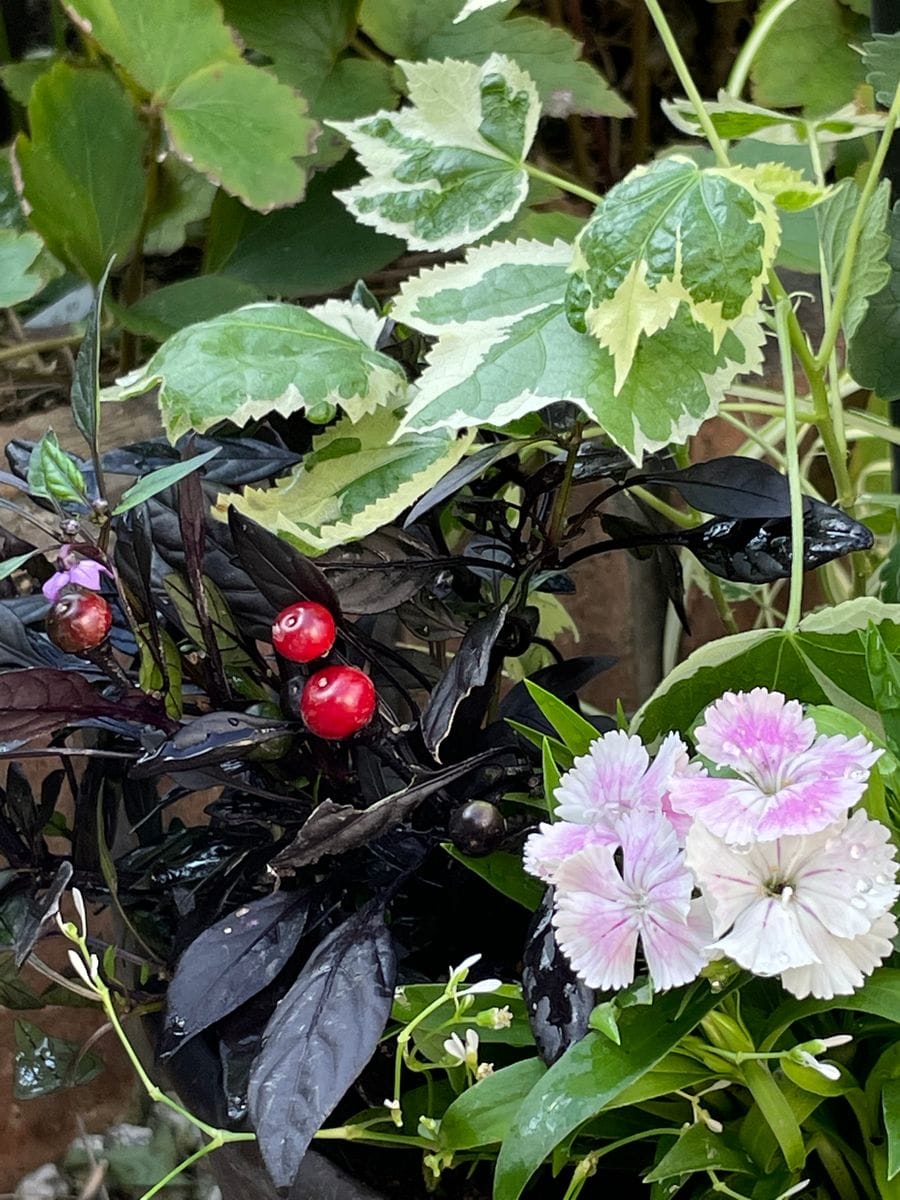 晩夏の寄せ植え💜