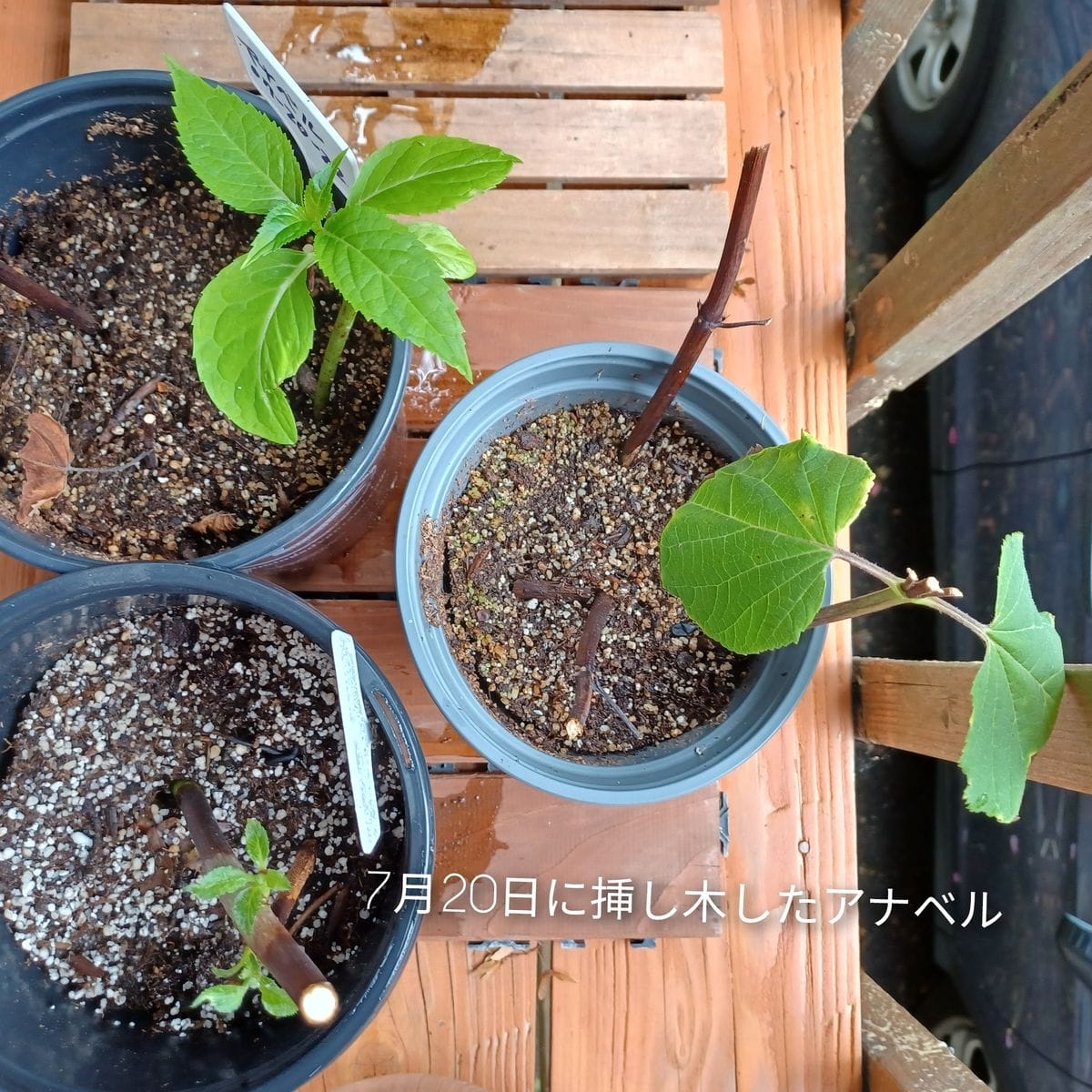 アナベルの挿し木がやっと成功❓️ そして今日から不定期に