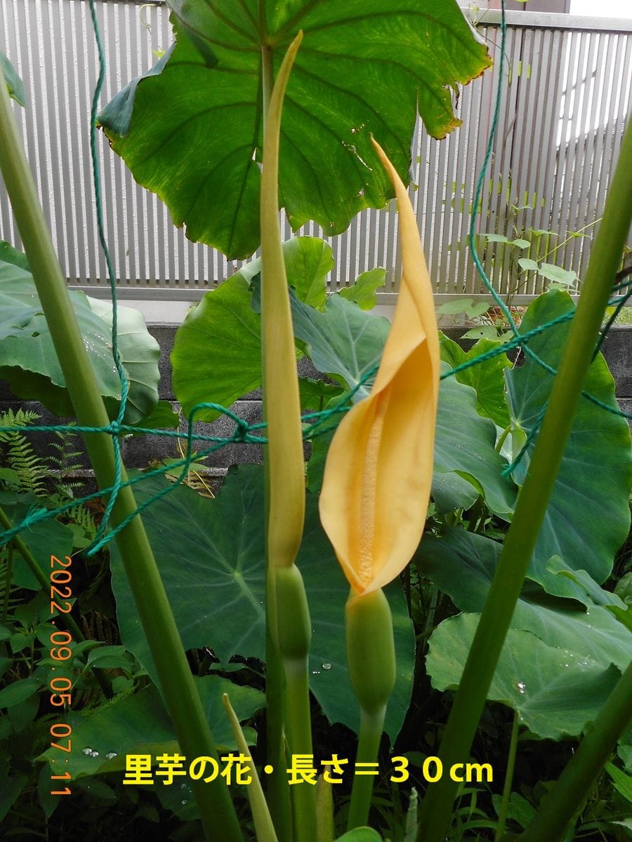 里芋の花咲いた🎶　決明子の花・四角豆の花