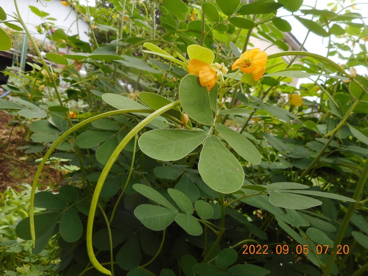 里芋の花咲いた🎶　決明子の花・四角豆の花