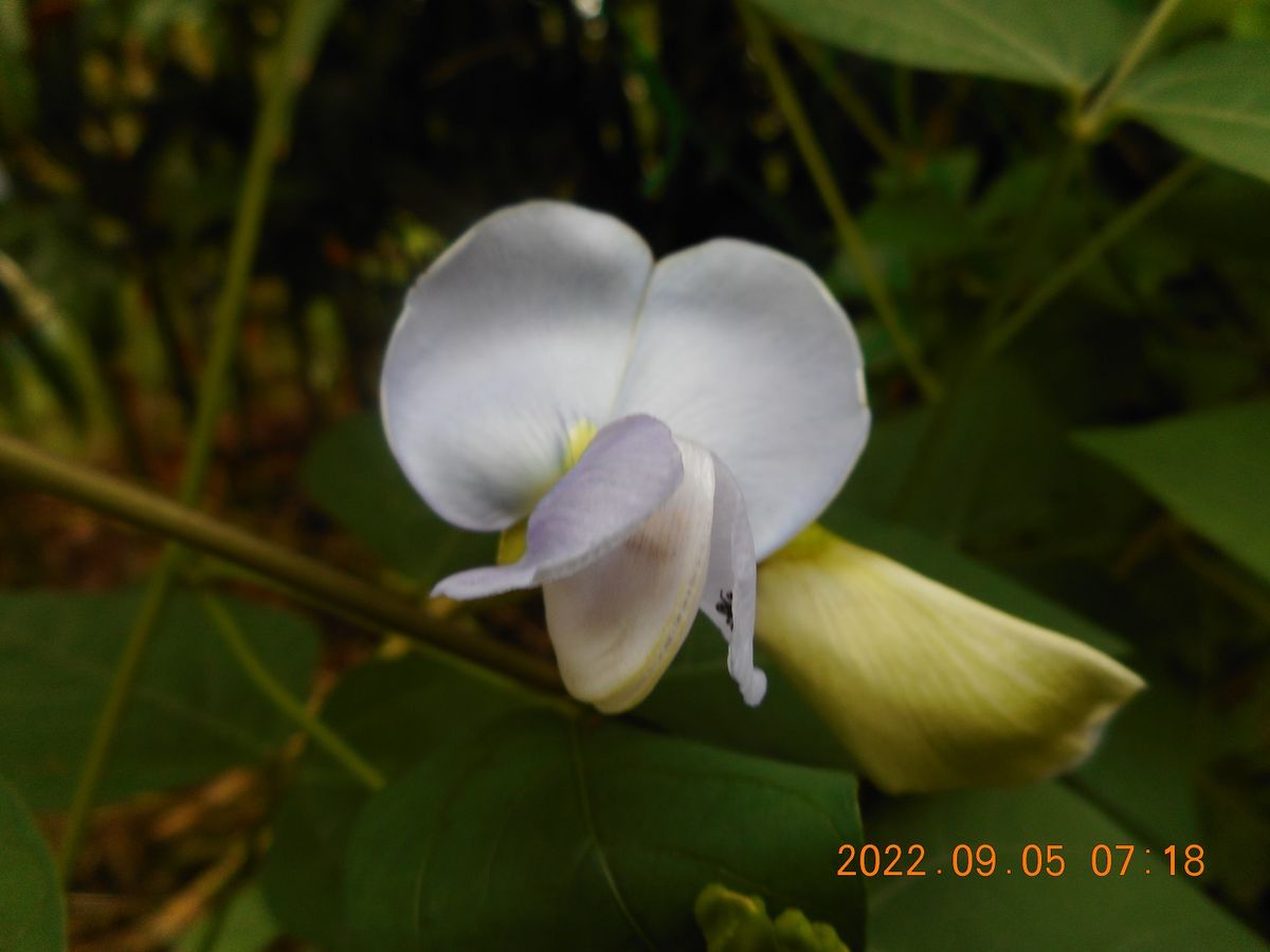 里芋の花咲いた🎶　決明子の花・四角豆の花