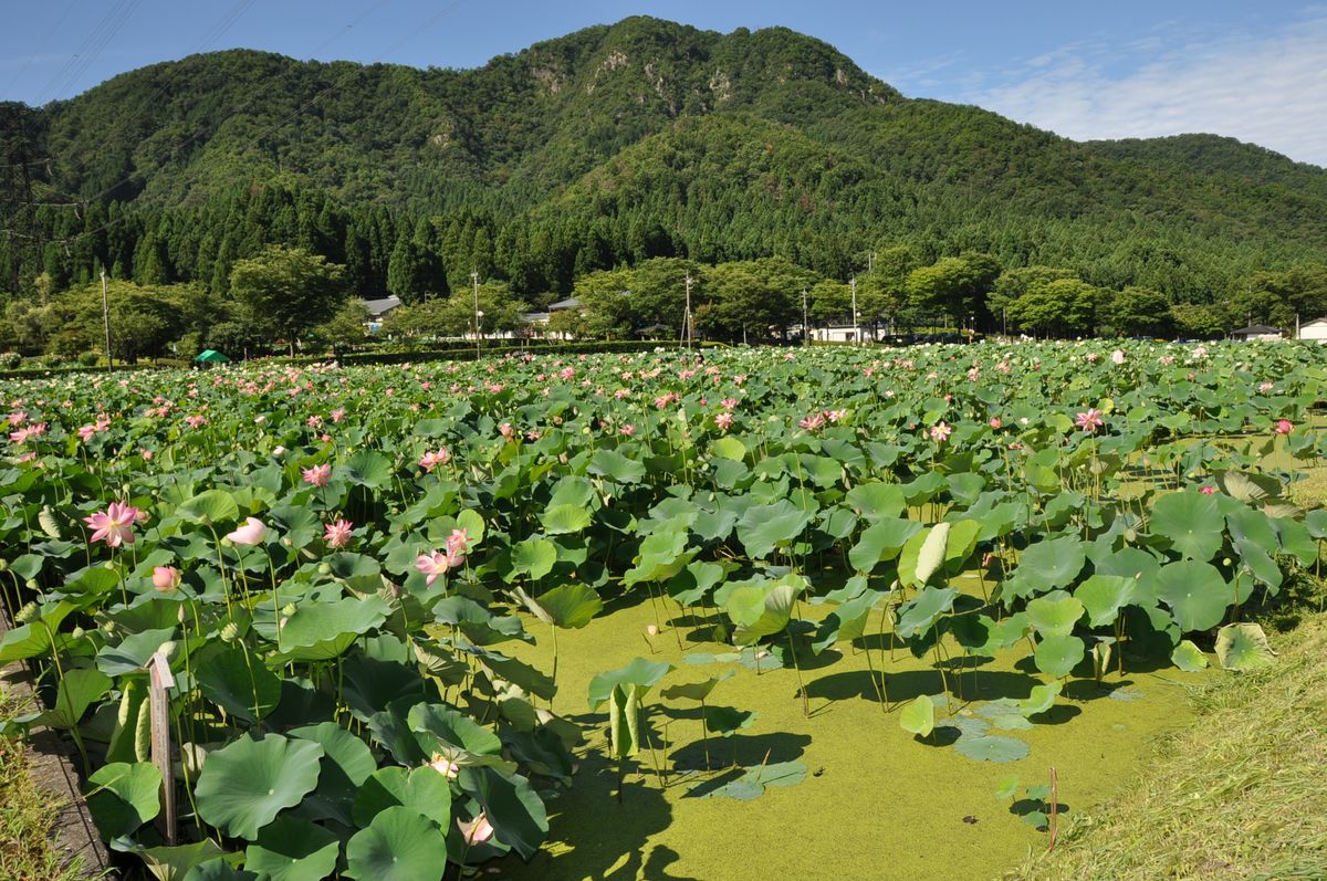 花ハス公園に行って来ました！