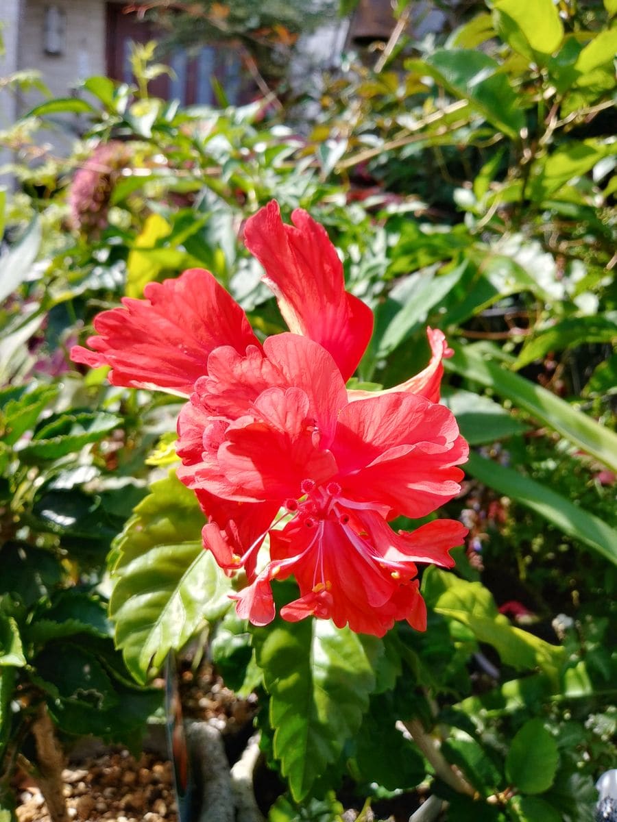 ハイビスカスがまた開花してきました。