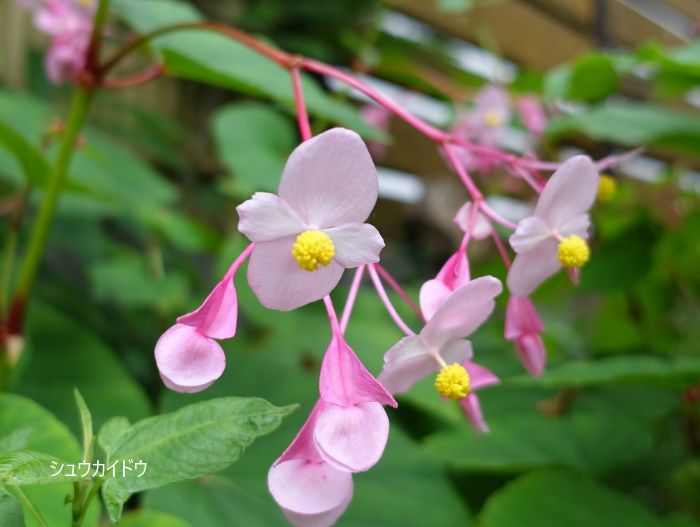 Natural Garden　私の庭　9/07