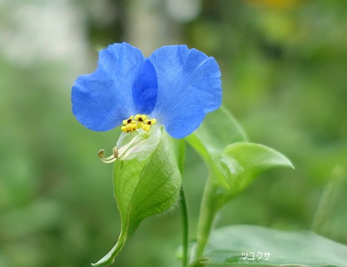 Natural Garden　私の庭　9/07