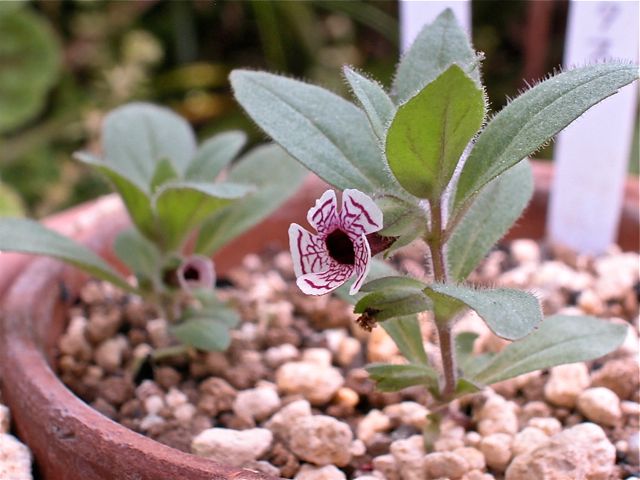 原種のミムラス Mimulus pictus