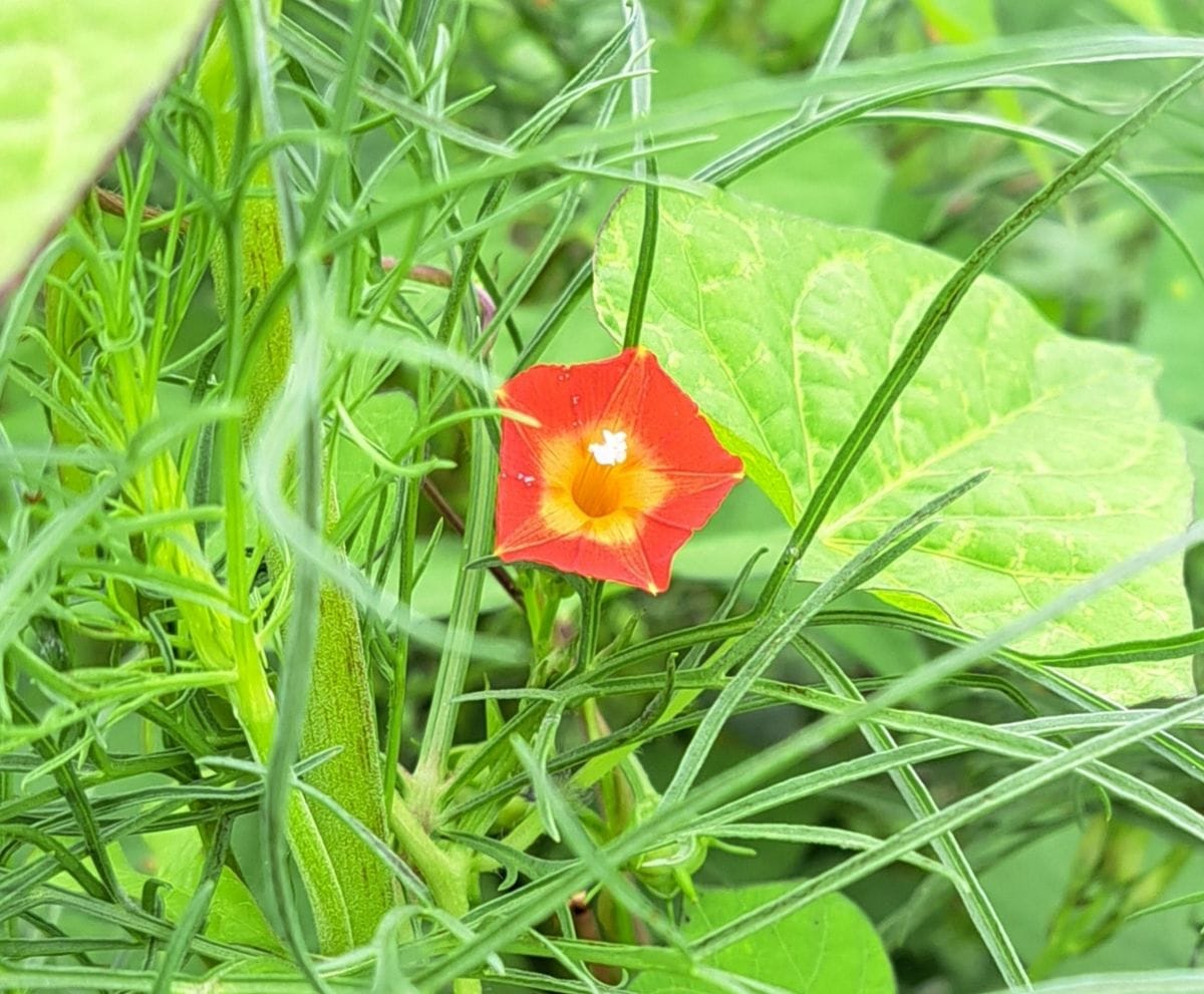 雑草の面々