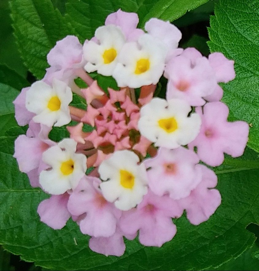 ランタナの蕾の形が好きだなぁ〰️。