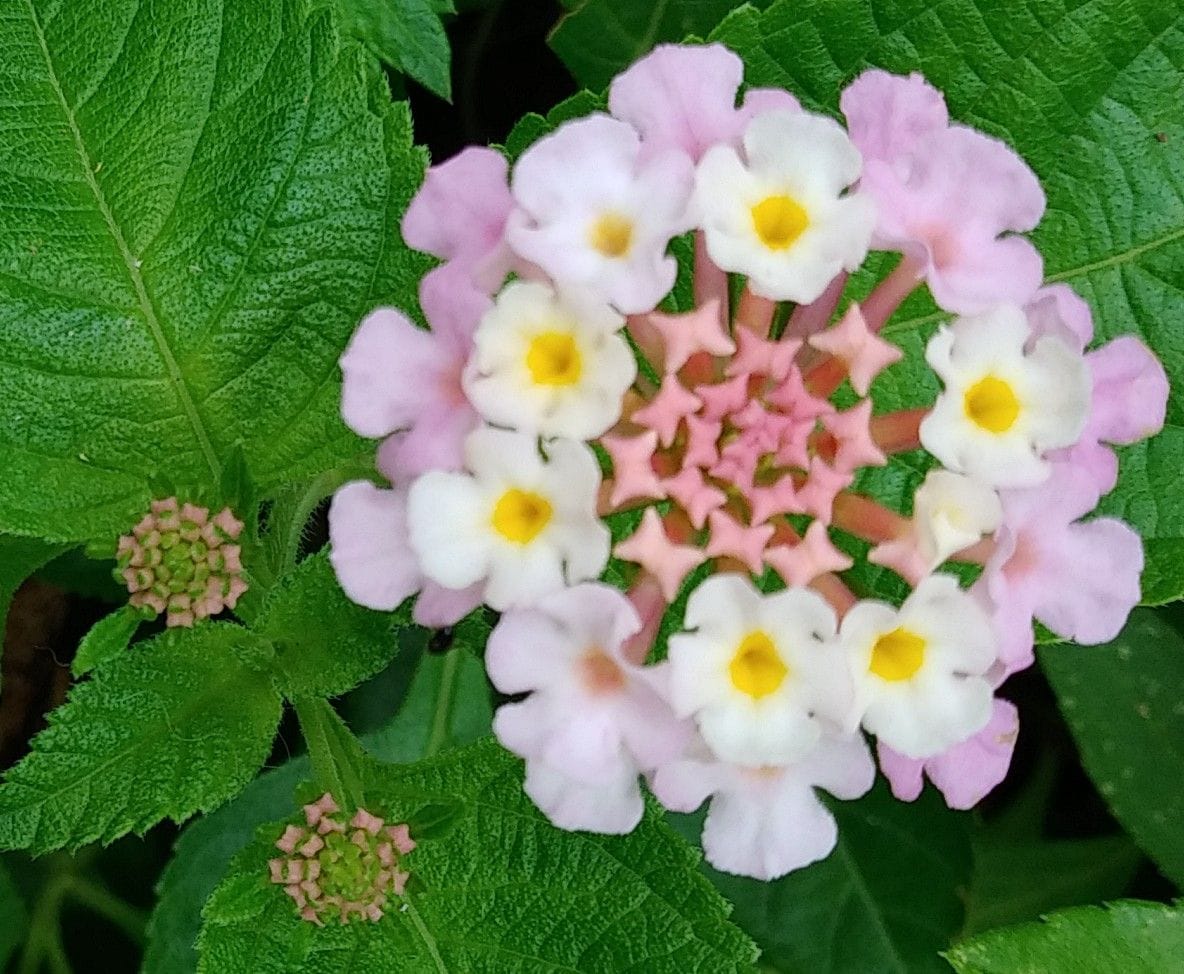 ランタナの蕾の形が好きだなぁ〰️。