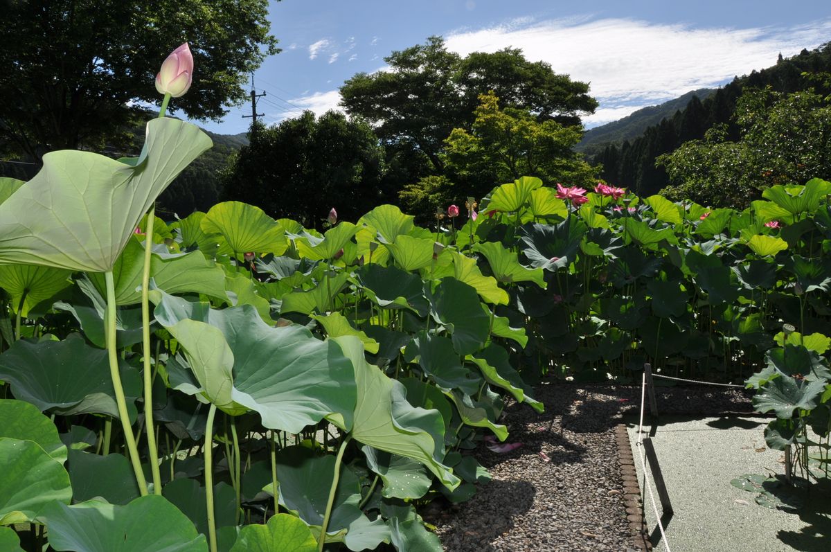 花ハス公園に行って来ました！２