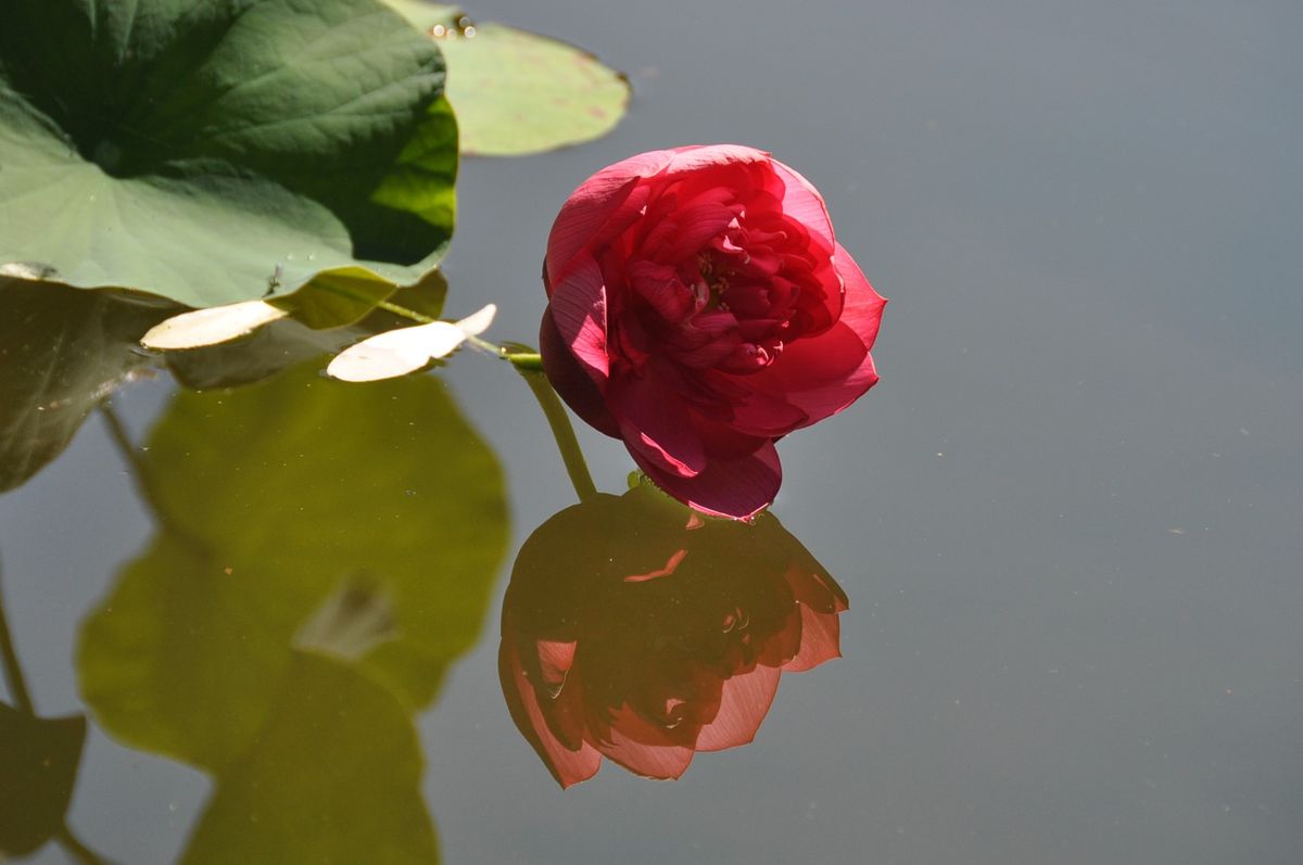 花ハス公園に行って来ました！２