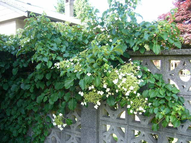 ハイビスカスと隣の花