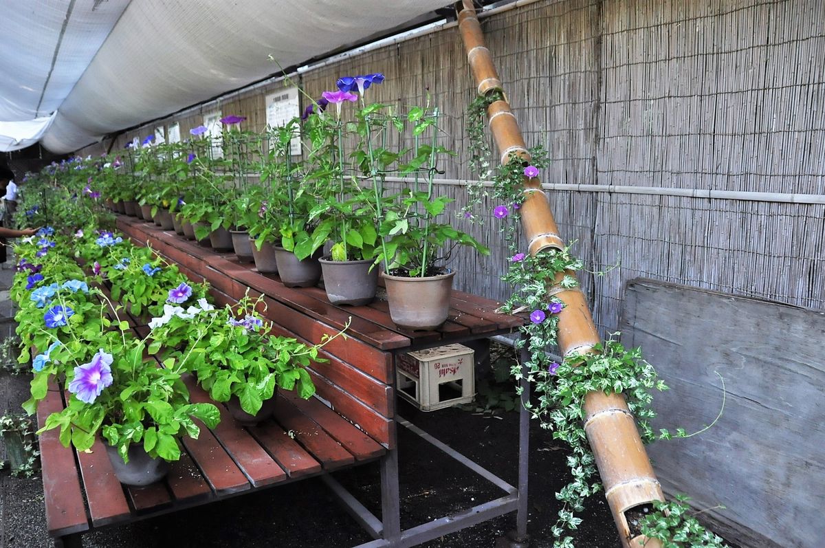 ボツ救済日記・植物園に行って来ました１５２（朝顔展）