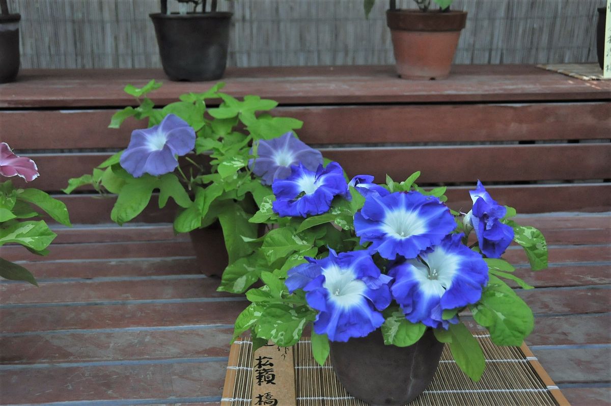 ボツ救済日記・植物園に行って来ました１５２（朝顔展）