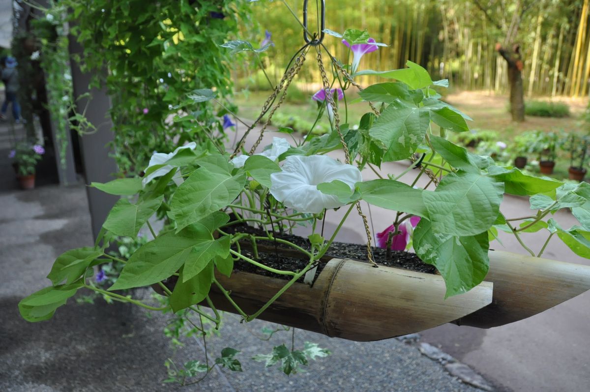 ボツ救済日記・植物園に行って来ました１５２（朝顔展）